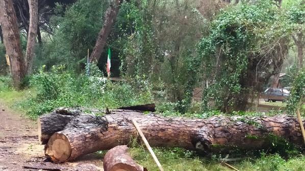 Malattie e roghi: sos pineta «A Marina abbiamo paura»