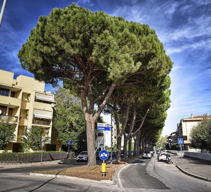 Alberi, radici e sicurezza