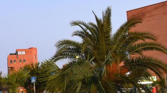 Sessanta nuove palme al posto di quelle malate