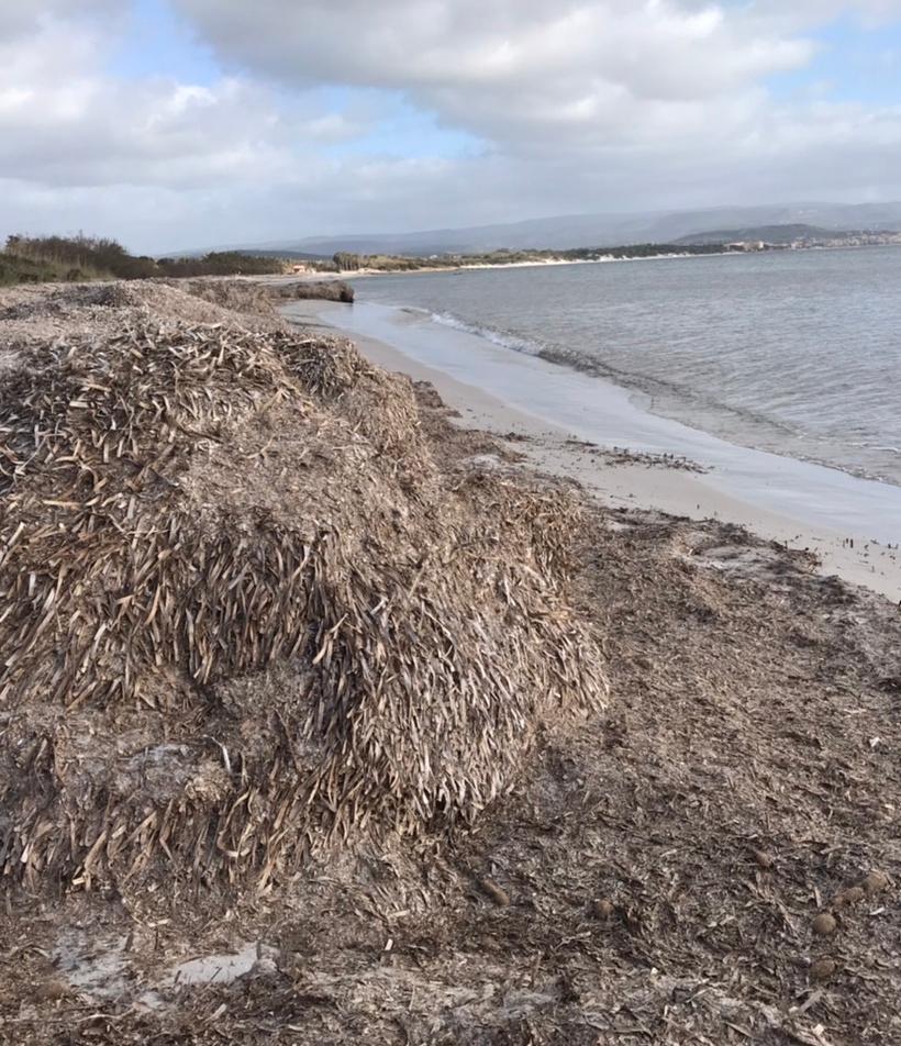 Il Consorzio industriale lavorerà la posidonia 