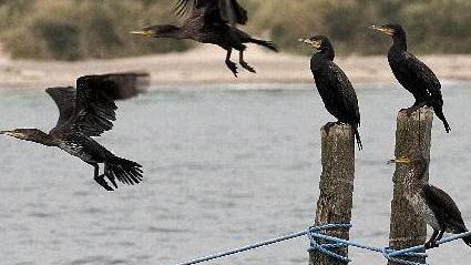 Cabras, arriva il sì all’abbattimento dei cormorani