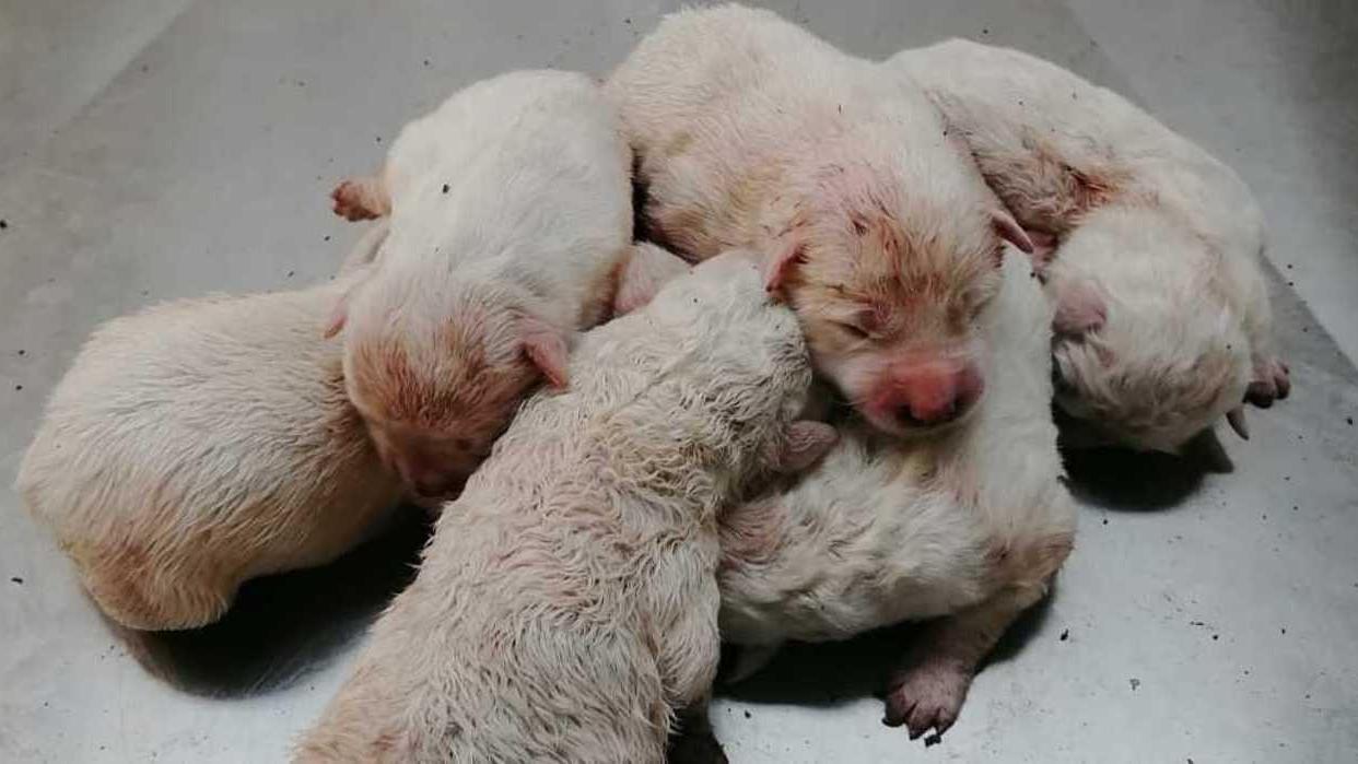 Un sacco con 11 cuccioli in strada Solo sei sono sopravvissuti