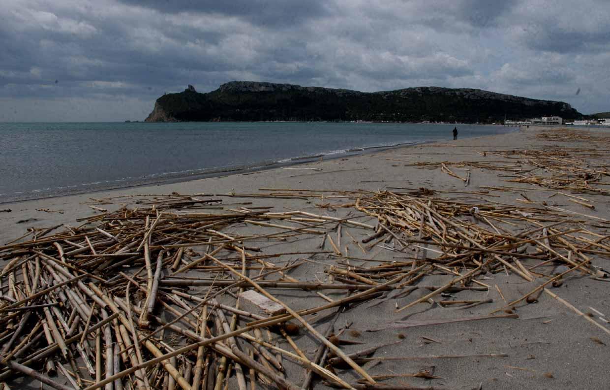 Canne al Poetto, 123mila euro per la rimozione