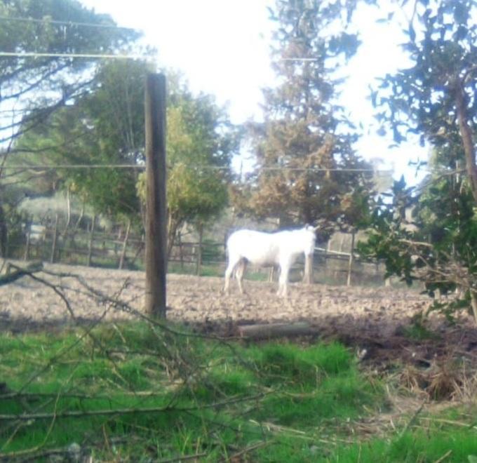 Carabiniere fuori servizio salva un cavallo intrappolato nel fango