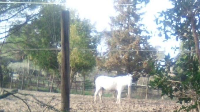 Carabiniere fuori servizio salva un cavallo intrappolato nel fango