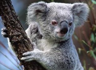 Un aperitivo con Enpa per salvare i koala australiani 