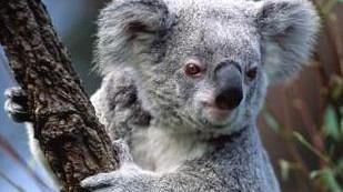 Un aperitivo con Enpa per salvare i koala australiani