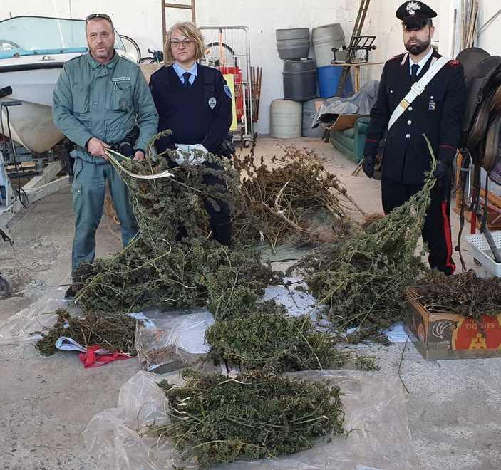 Coltivava marijuana in casa condannato a 1 anno e 8 mesi 