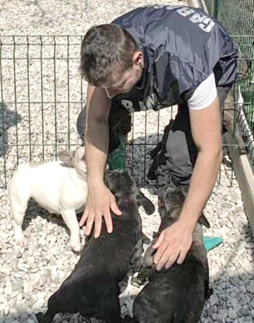 L’allevamento di cani è abusivo e va chiuso La chiave è urbanistica