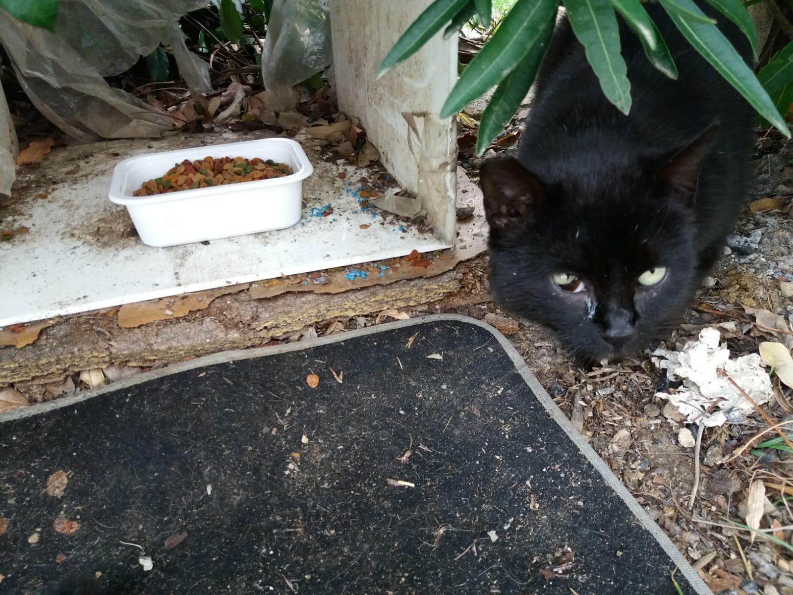 I piccoli granelli azzurri vicino alla ciotola del cibo nella colonia felina di Cerbaia