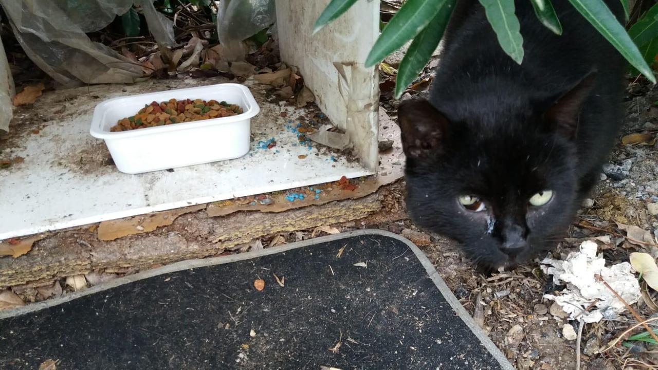 I piccoli granelli azzurri vicino alla ciotola del cibo nella colonia felina di Cerbaia