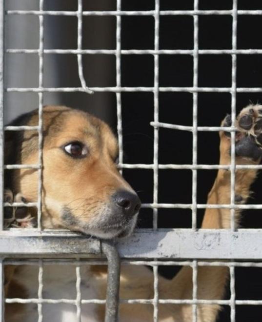A Carrara sarà possibile adottare gli animali a distanza