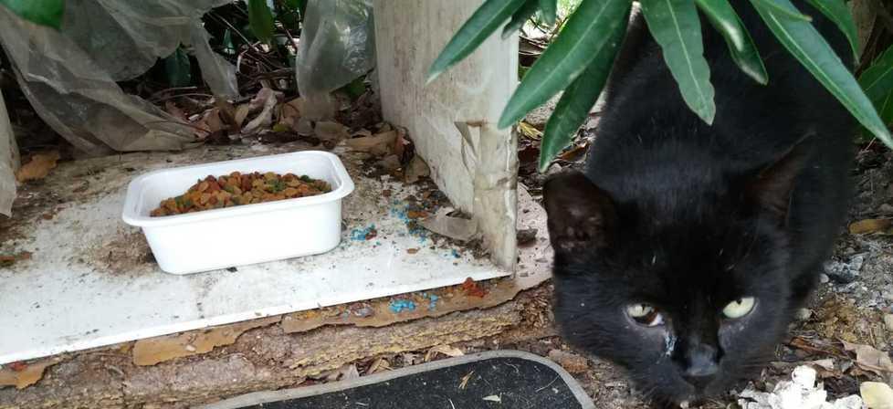 Tentato avvelenamento con esche di metaldeide nella colonia felina 
