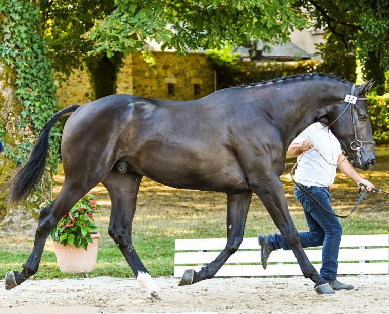 Angloarabo, in vetrina i migliori stalloni 