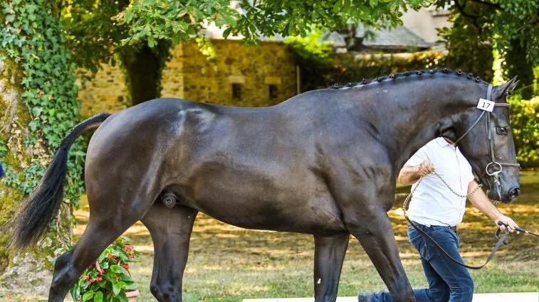 Angloarabo, in vetrina i migliori stalloni