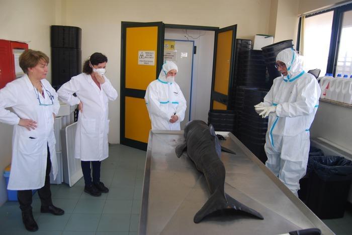 Cucciolo di una specie di delfino morto spiaggiato a Portu Maga 