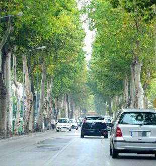 Auto e pedoni a rischio saranno abbattuti sette platani malati 