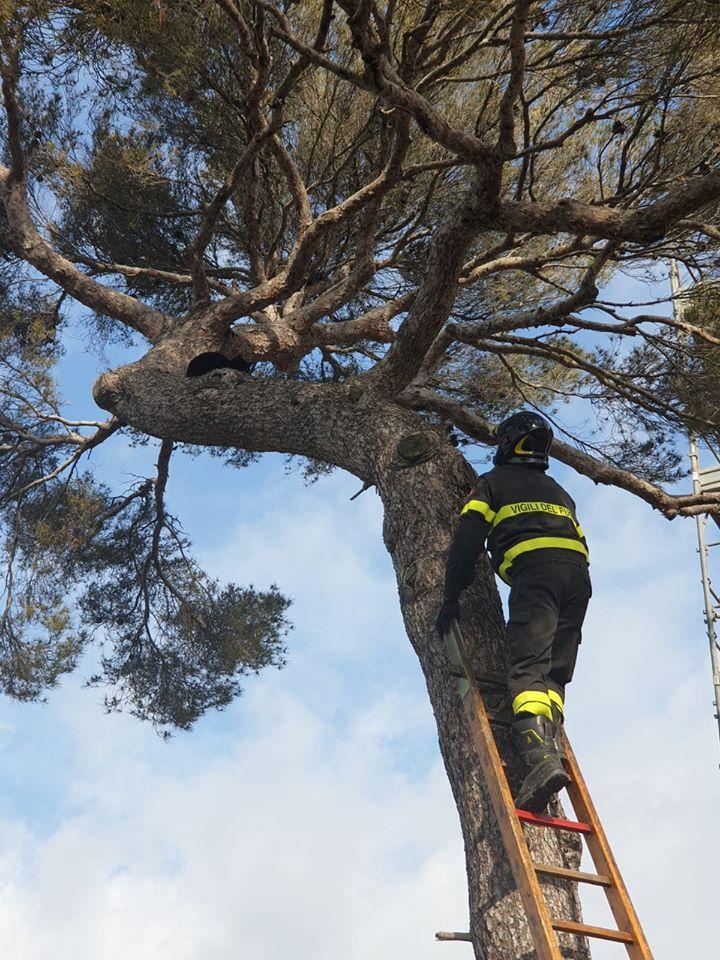 La gatta recuperata da un vigile del fuoco