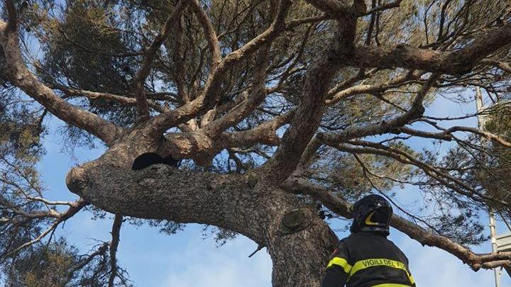 La gatta recuperata da un vigile del fuoco