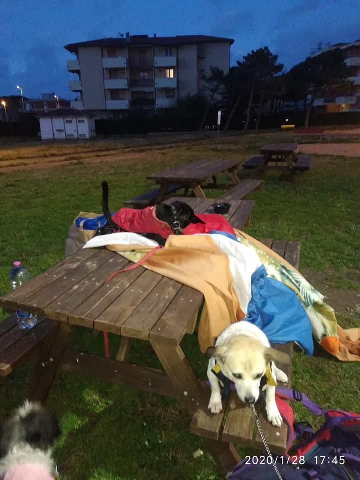 La cagnolina ammalata