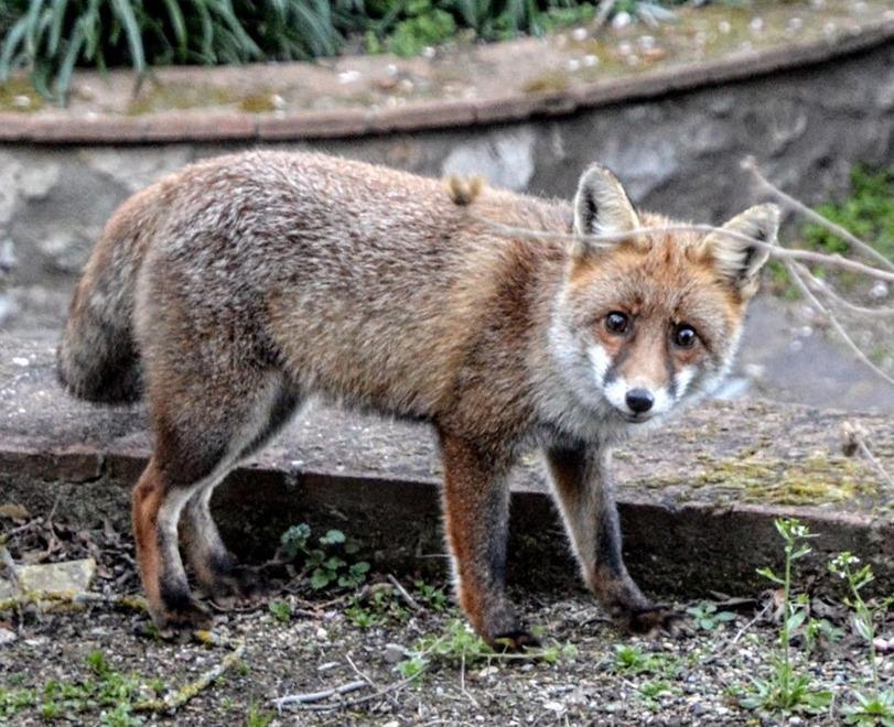 I gatti, la volpe e l’amicizia con l’uomo, dalla favola alla realtà