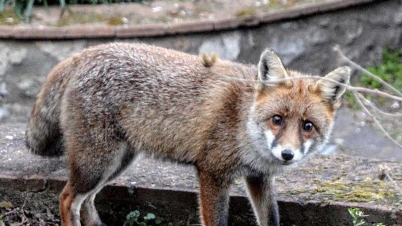 I gatti, la volpe e l’amicizia con l’uomo, dalla favola alla realtà