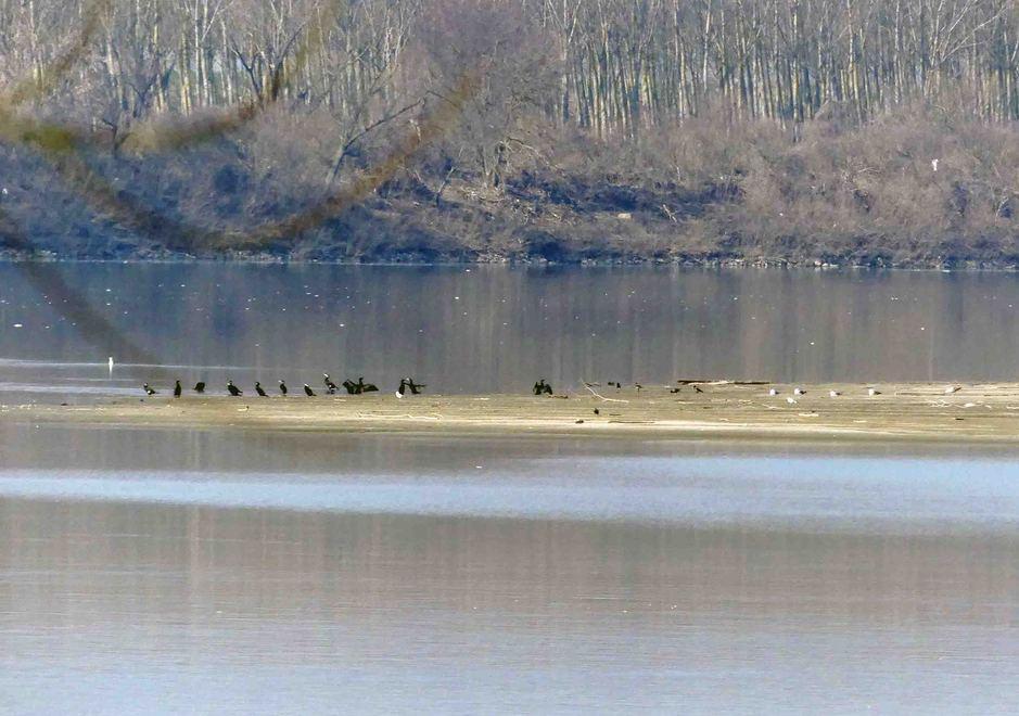 Siccità, aumenta la richiesta di irrigazione Iniziati ieri i prelievi dalle acque del Po 