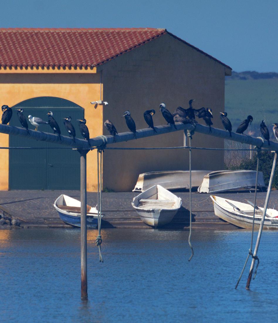 Cormorani da contenere, gli ambientalisti contrari 