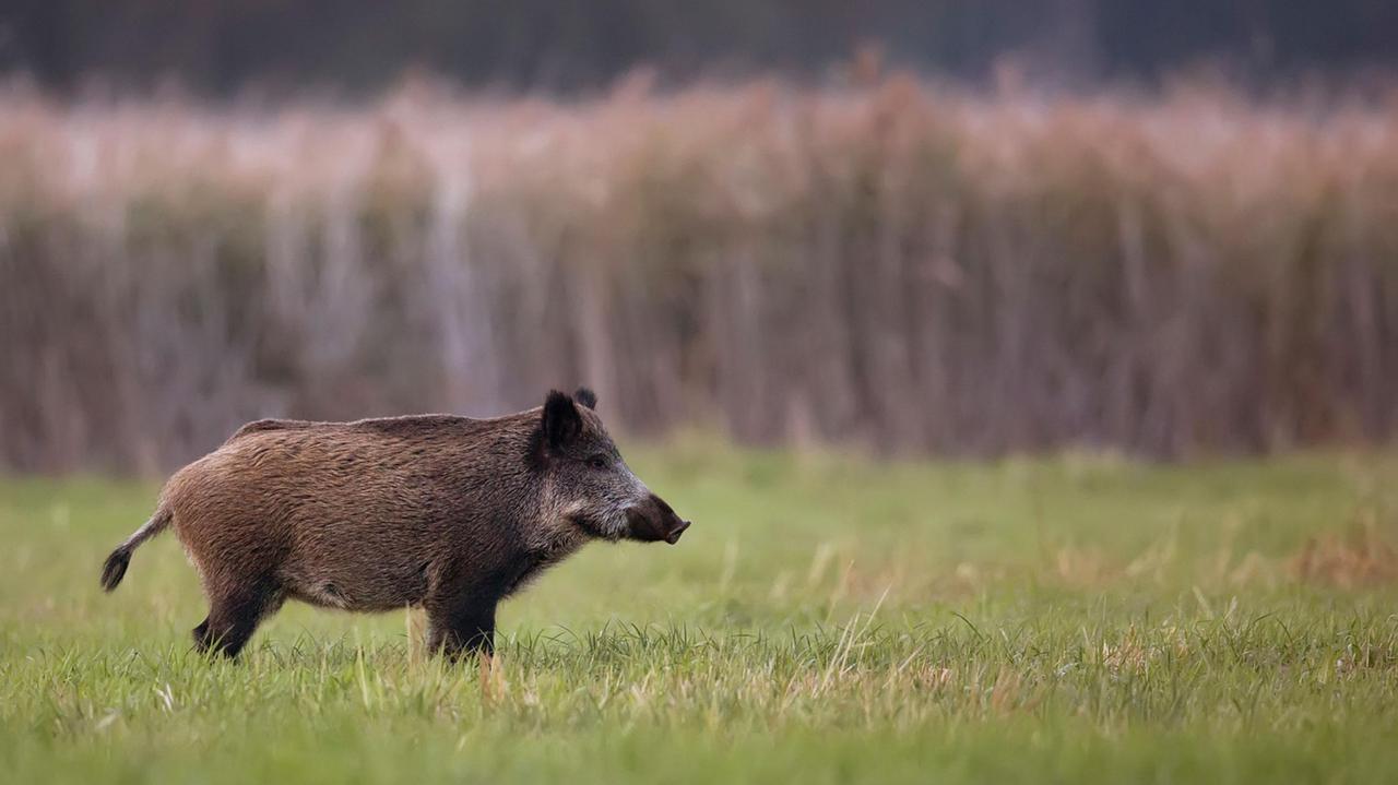 Gorzano, auto centrata da un cinghiale mentre branco attraversa
