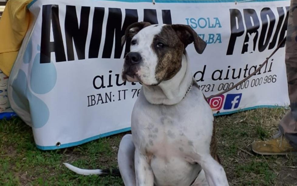 Il cuore di Animal Project per arginare il randagismo 