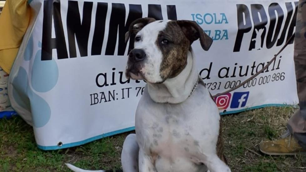 Il cuore di Animal Project per arginare il randagismo