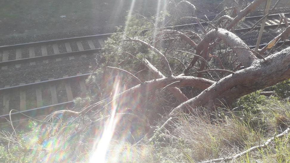 Crolla un pino sulla ferrovia disagi per alcune corse