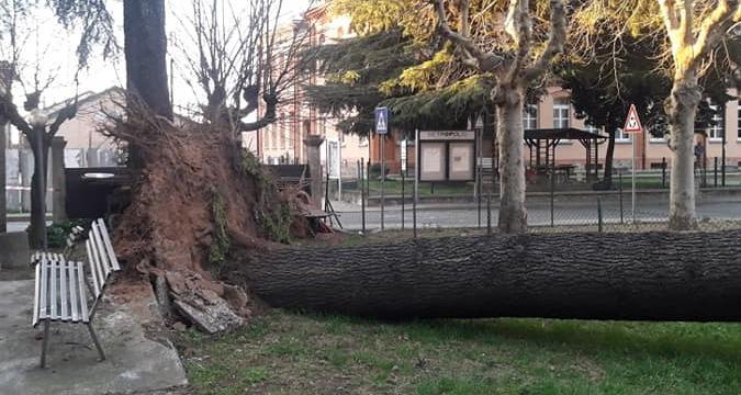 Il vento fa crollare un grosso albero Si stacca la copertura dalle scuole Dorotee 