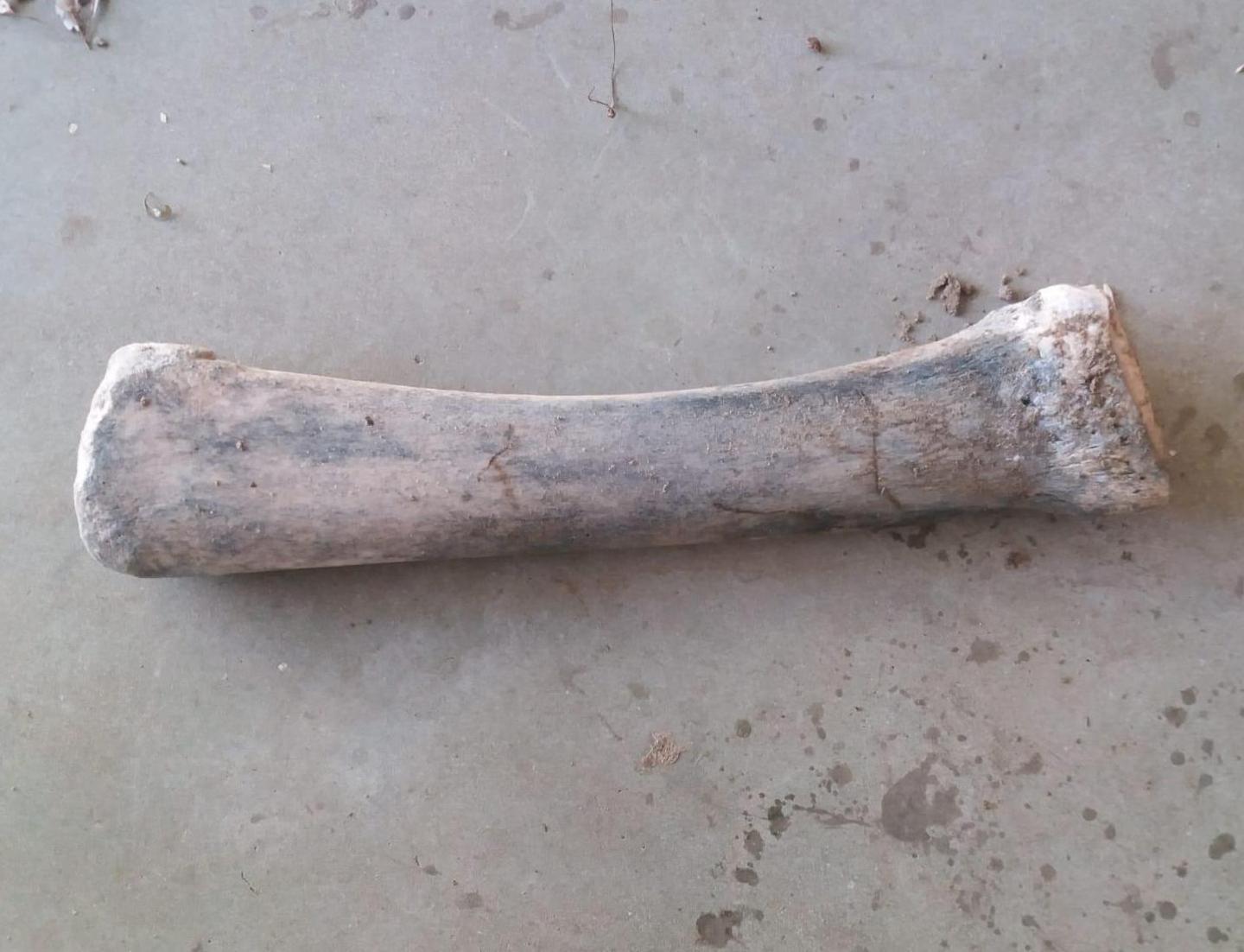 Sorso, dal mare riemerge un pezzo di Moby Dick 