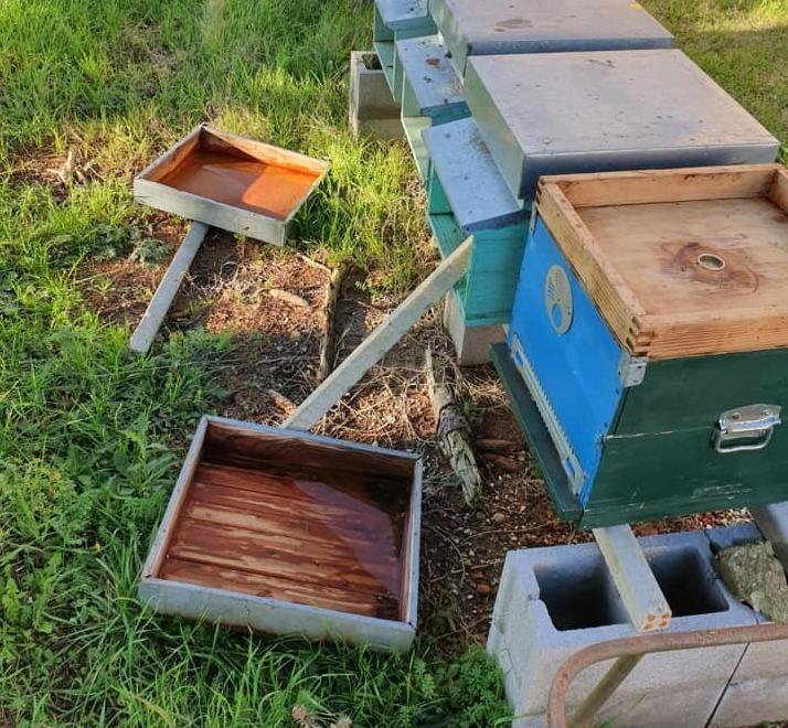 «Siamo sotto tiro»: a Ferrara rubate 35 arnie e uccise anche le api 