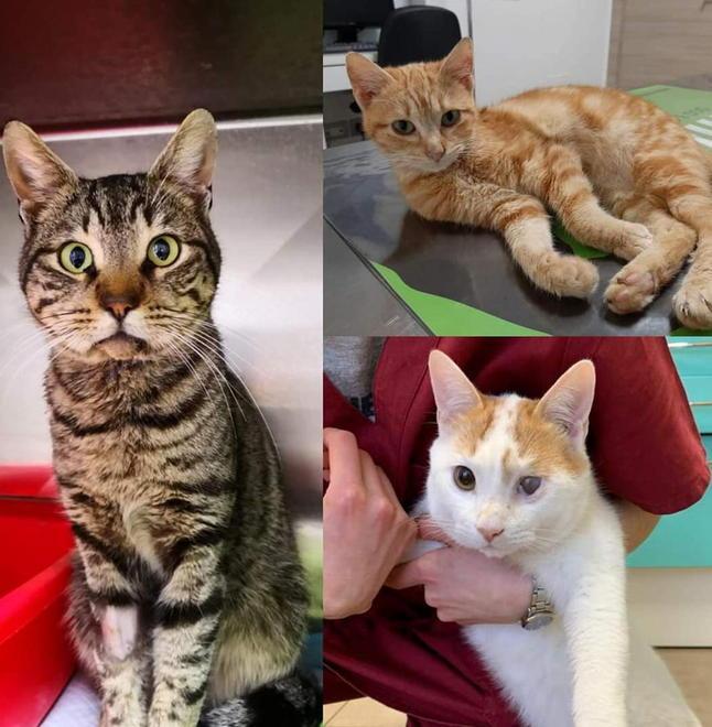 Gatti raccolti per strada e curati Nella clinica l’outlet dei mici 