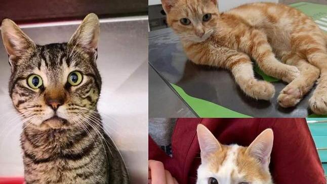 Gatti raccolti per strada e curati Nella clinica l’outlet dei mici