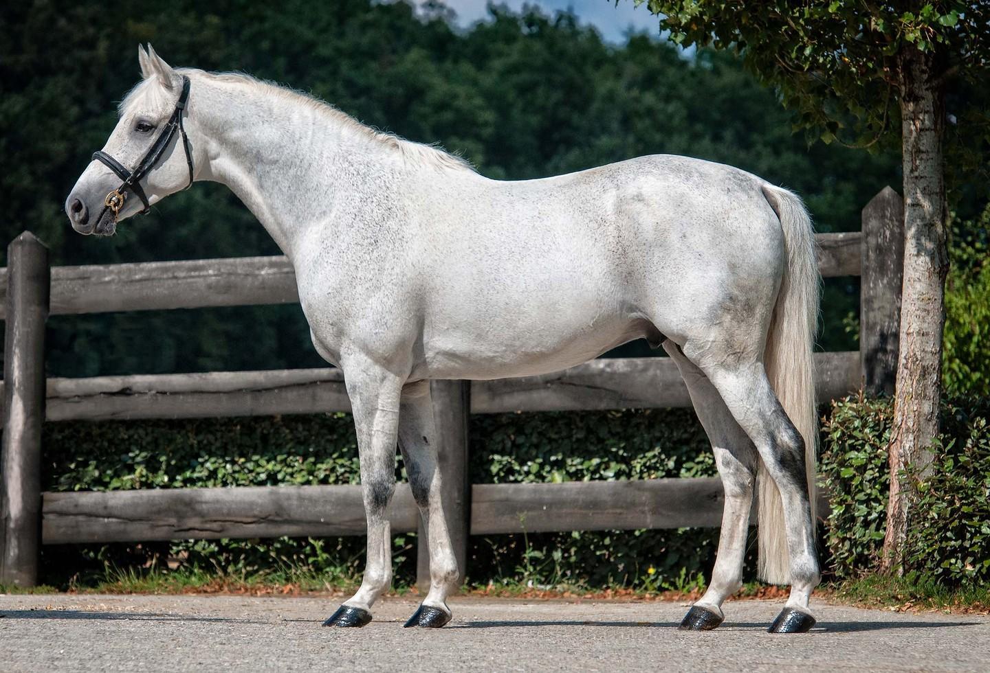 Il purosangue Ameretto vince anche nel tribunale di Sassari