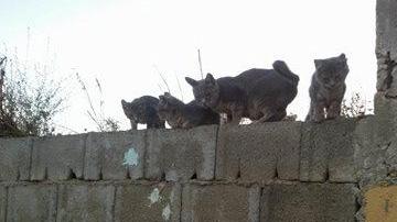 Strage di gatti a Birori, la sindaca lancia l’allarme 