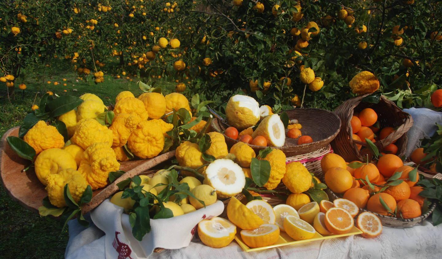 Raccolta della pompia a Siniscola, scoppiano le polemiche 