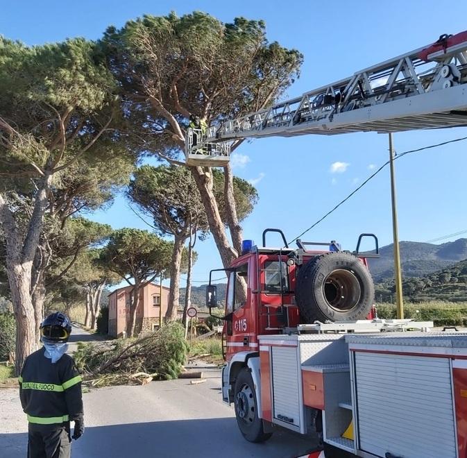 «La giunta fermi la strage di pini a San Giovanni» 