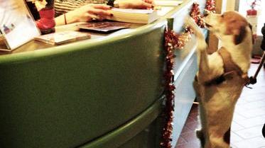 Ciotola, lettino e “parcheggio” ora Fido va anche in biblioteca
