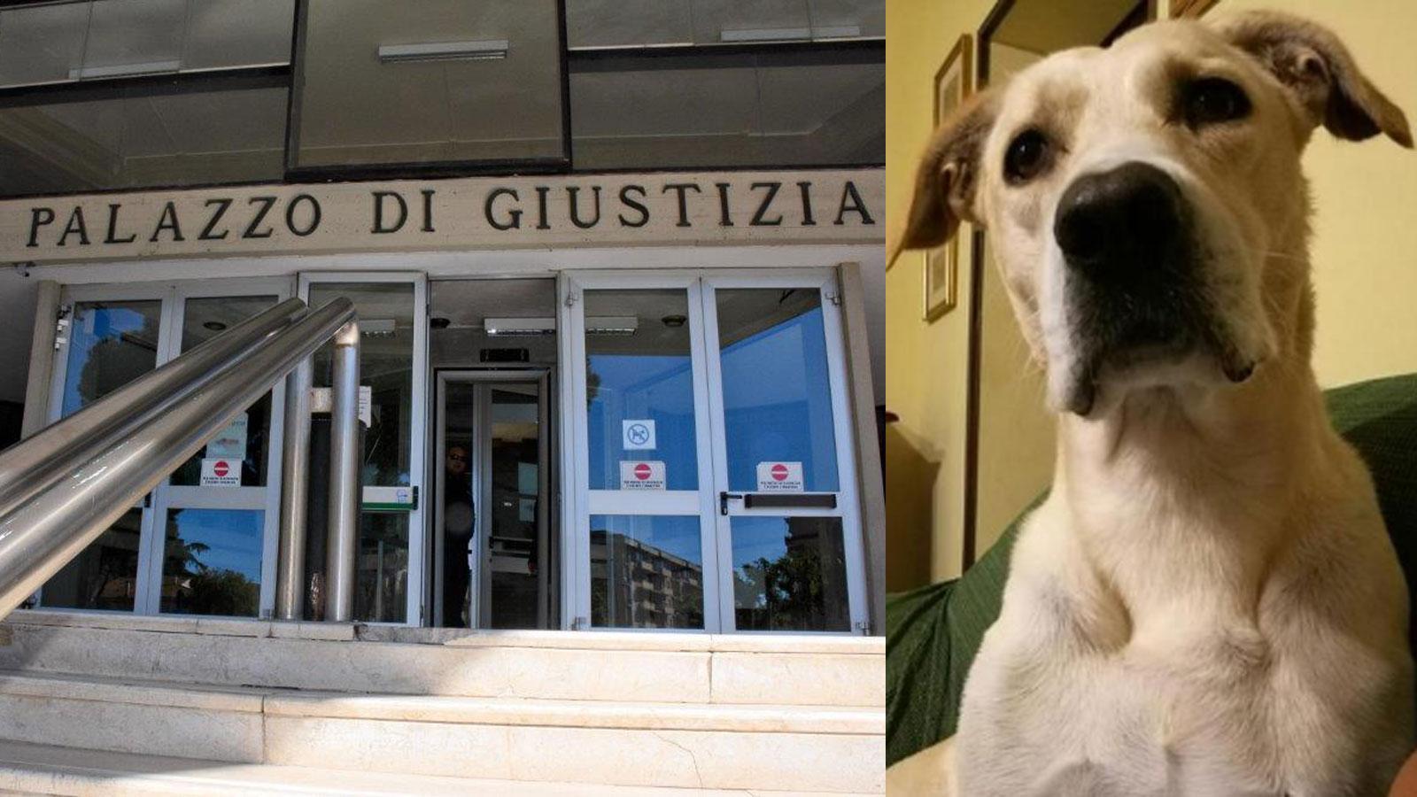 Cane ucciso nella cava con una fucilata. Cinque persone sotto processo 