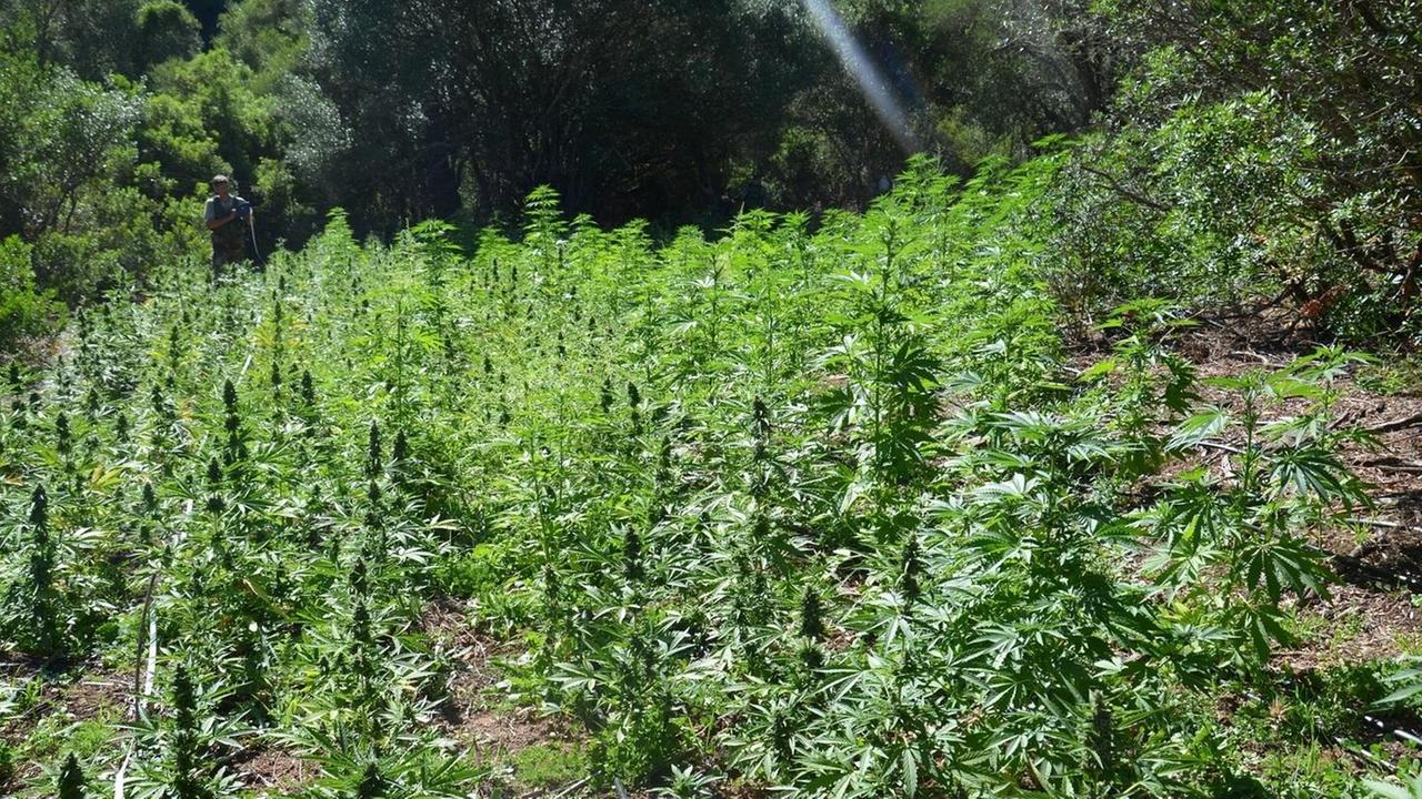 Spaccio e armi: dieci misure cautelari