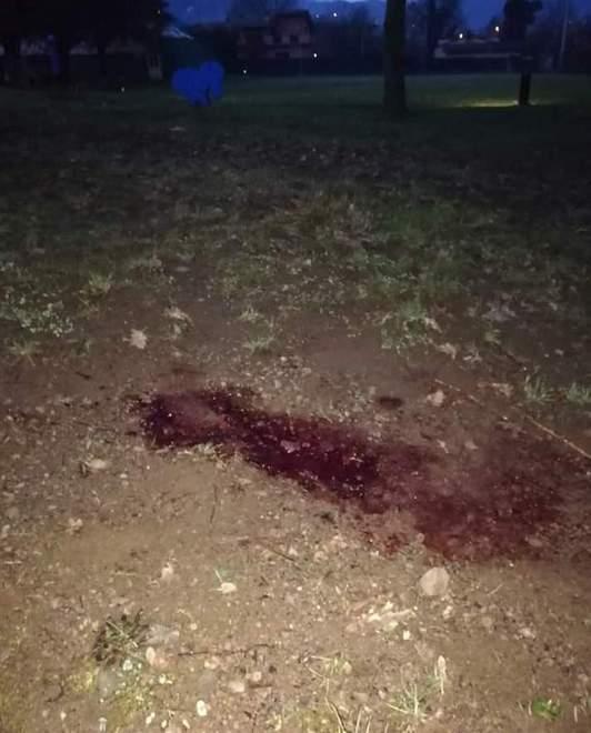 Cinghiale ucciso, parla chi ha sparato: «Costretto per la sicurezza» 