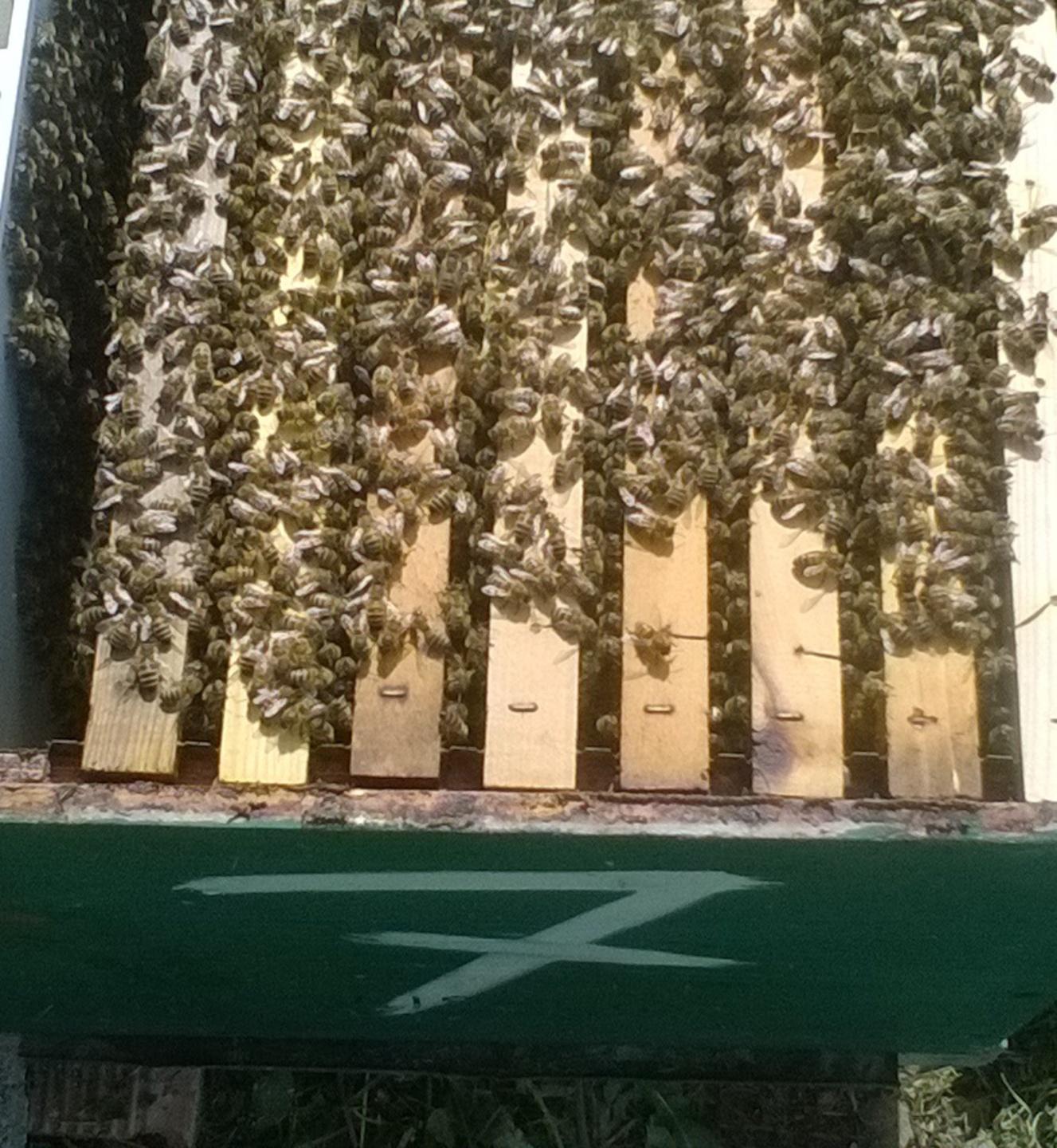 Prove di primavera, api al lavoro 