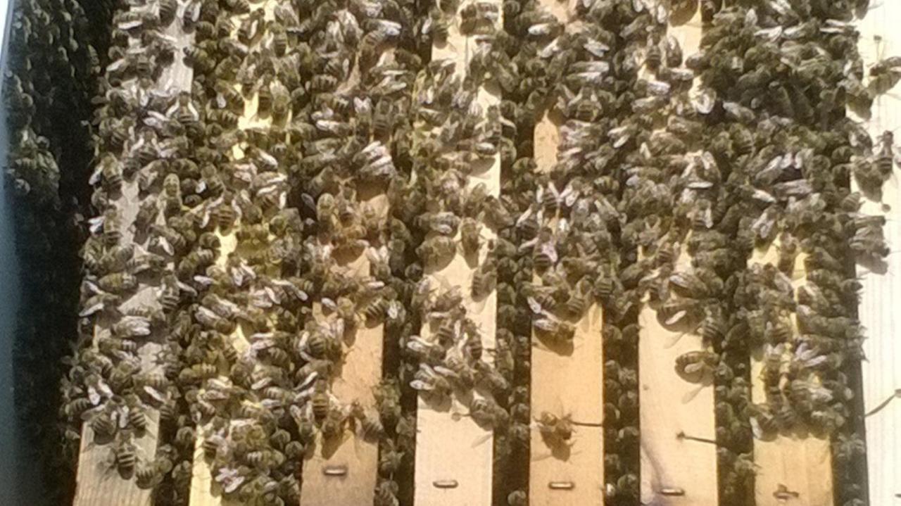 Prove di primavera, api al lavoro 