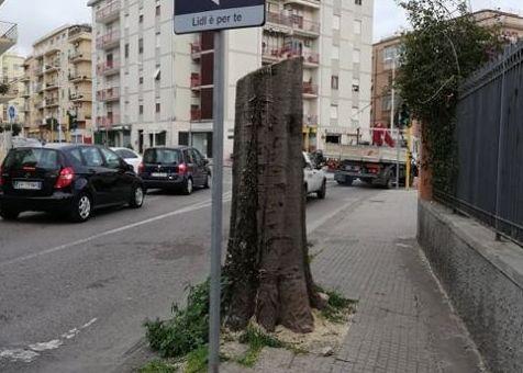 «Potature, nidificazione a rischio» 