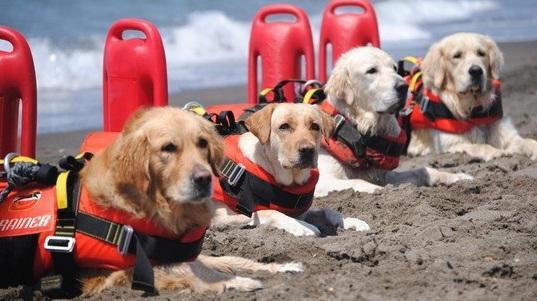 Ragazzi disabili e cani bagnino insieme per salvare i bagnanti 