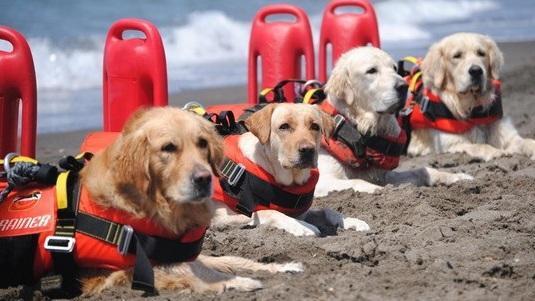 Ragazzi disabili e cani bagnino insieme per salvare i bagnanti